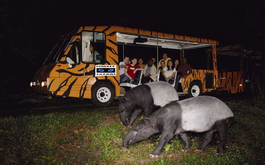 Night Safari with Hotel Pickup