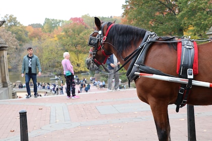 Paseo en coche de caballos a/desde Tavern on the Green en Central Park