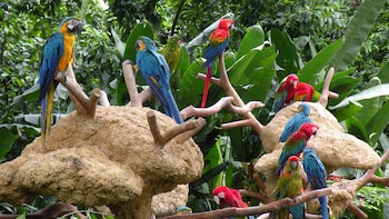 Singapore Jurong Bird Park With Tram Ride