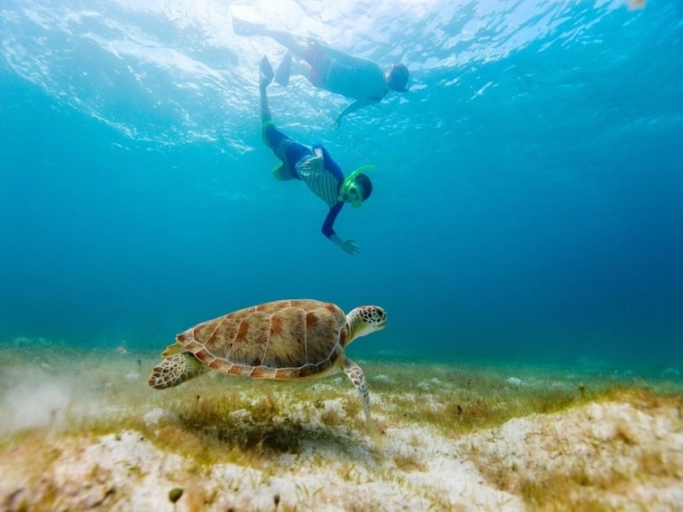 Swim in the Cenote Express & Snorkel with Turtles.