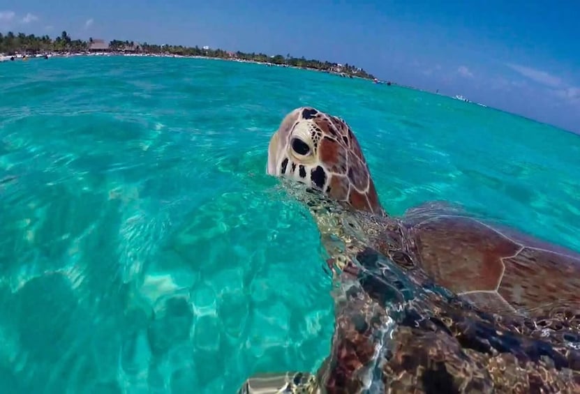 Swim in the Cenote Express & Snorkel with Turtles.