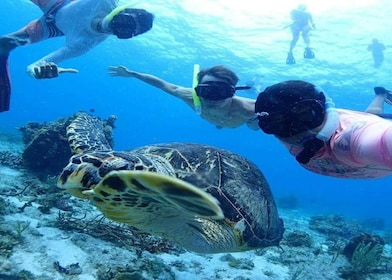 Zwemmen bij Cenote Express & snorkelen met schildpadden in Akumal met vervo...