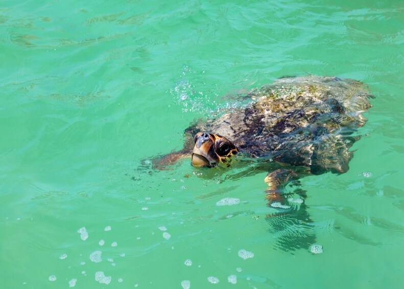 Swim in the Cenote Express  & Snorkel with Turtles.