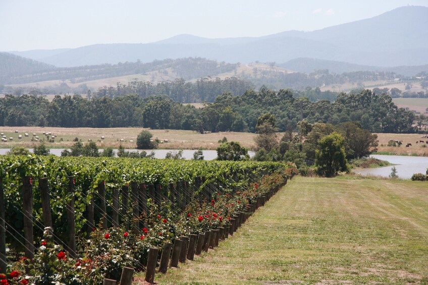 YARRA VALLEY WINE PRIVATE TOUR