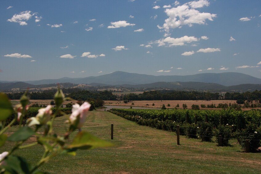 YARRA VALLEY WINE PRIVATE TOUR