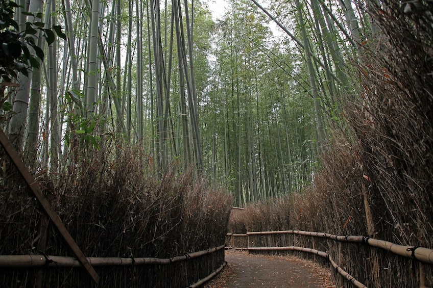 Visit Arashiyama's Bamboo Grove in Kyoto 