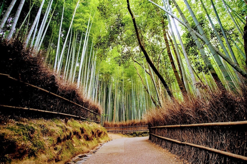 Visit Arashiyama's Bamboo Grove in Kyoto 