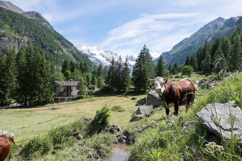 Gran Paradiso Park