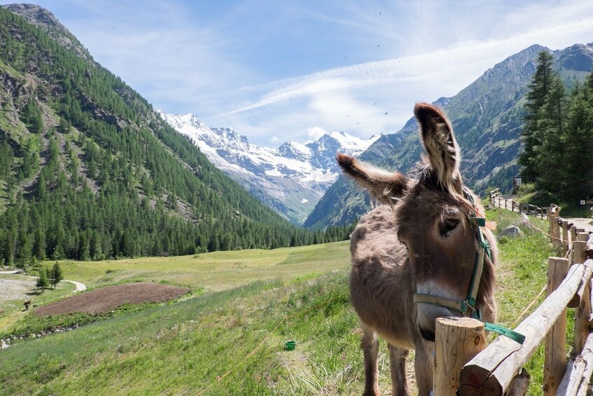 Day view of Gran Paradiso Park