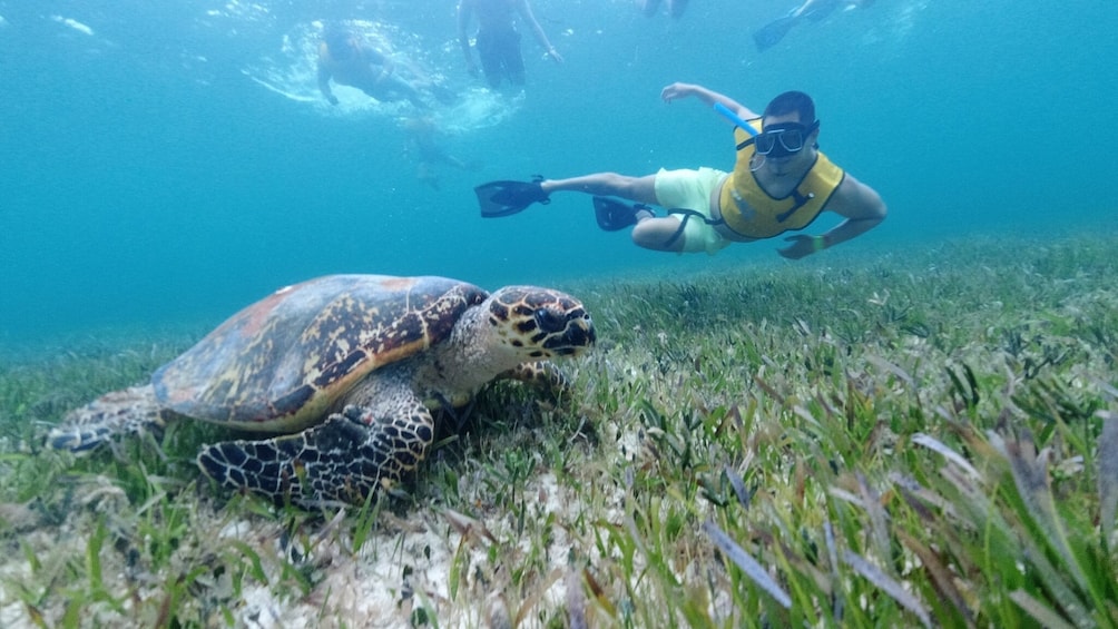 Ultimate Snorkel Adventure with transportation from Cancún