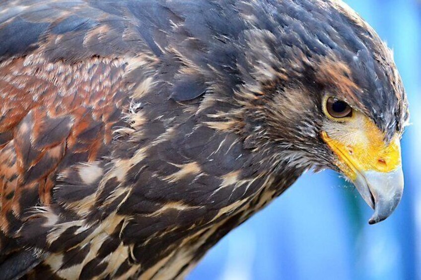 Show item 1 of 1. Beginners Falconry Experience