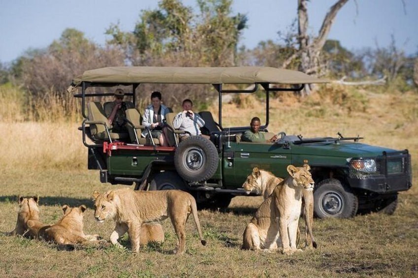 sightings from the game drives