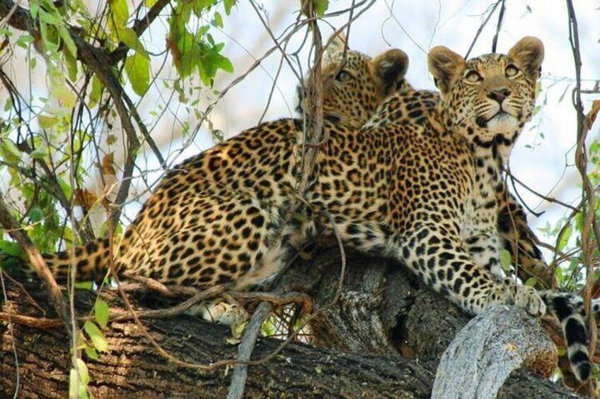Chobe National Park and Impalila Island Day Tour from Victoria Falls