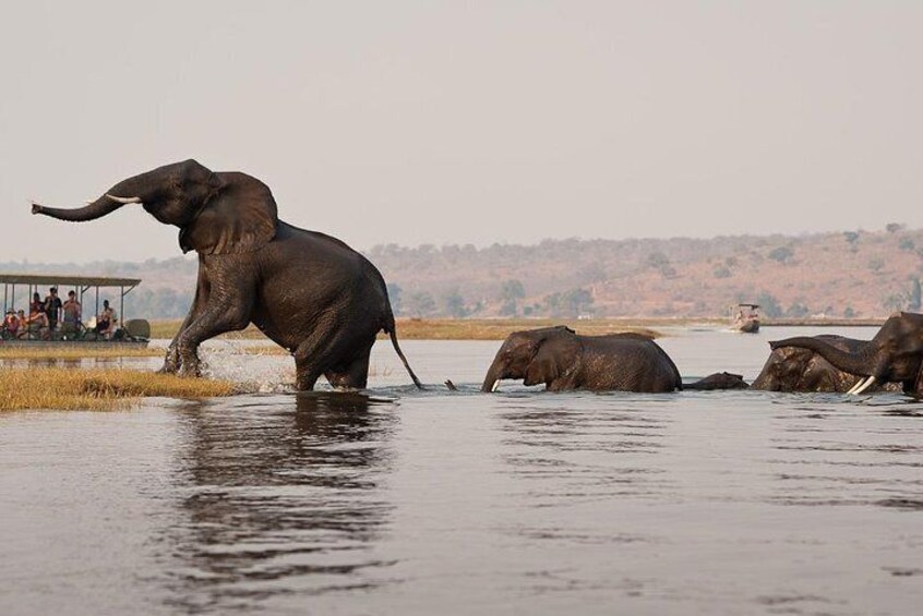 Chobe National Park and Impalila Island Day Tour from Victoria Falls