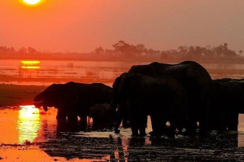 Chobe National Park and Impalila Island Day Tour from Victoria Falls