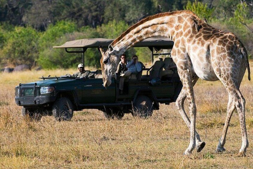 Chobe National Park and Impalila Island Day Tour from Victoria Falls