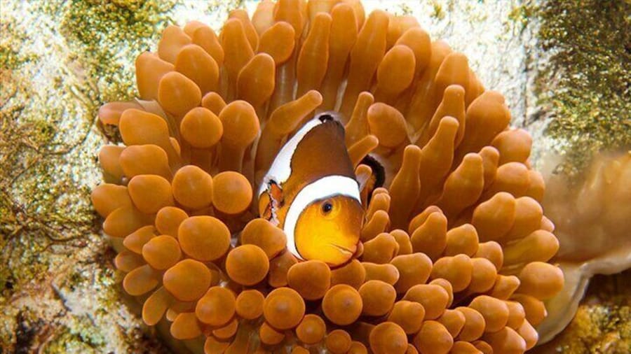 Zaragoza Aquarium Admission Ticket