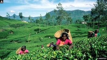 Haputale Day Tour from Nuwara Eliya (Private Tour)
