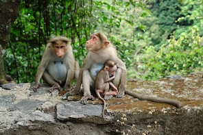 Silver Leaf Monkeys n Firefly Tour with Boat Ride n Seafood