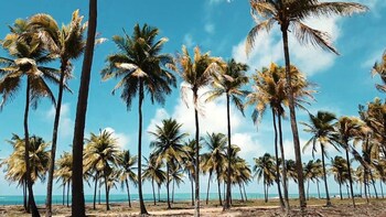 Porto de Galinhas Day Tour from João Pessoa