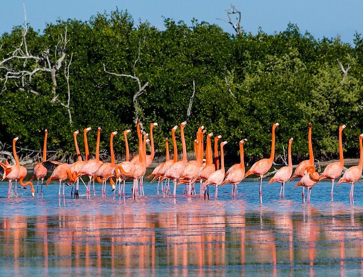 Las Coloradas Crocodile Feeding & Rio Lagartos