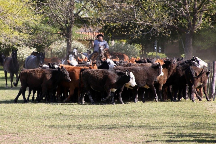 Gaucho Day Ranch Tour in El Ombu de Areco from Buenos Aires