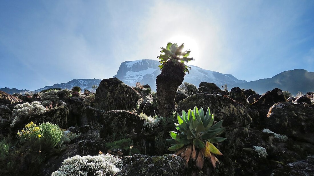 8 Day Kilimanjaro Climb - Machame route