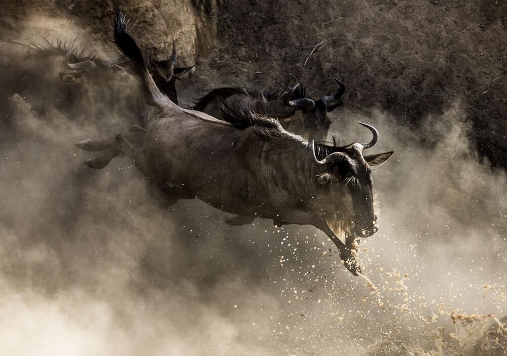 The Ultimate Serengeti and Zanzibar  