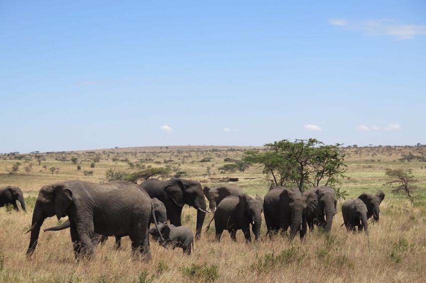 Show item 2 of 9. 6 Days Migration Safaris To Tarangire, Serengeti,Ngorongoro