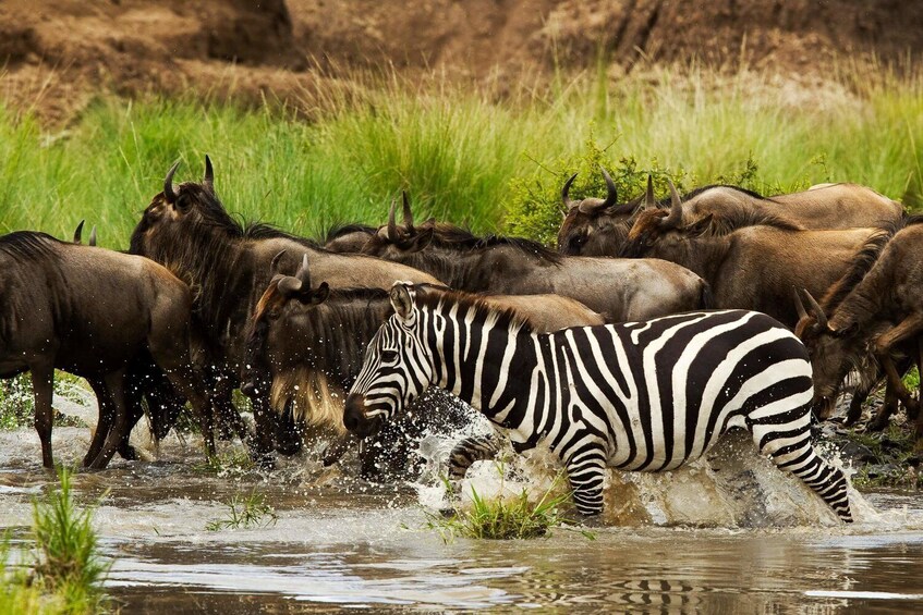 Show item 4 of 9. 6 Days Migration Safaris To Tarangire, Serengeti,Ngorongoro