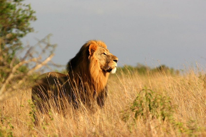Show item 3 of 9. 6 Days Migration Safaris To Tarangire, Serengeti,Ngorongoro