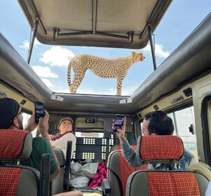 6 天體驗坦尚尼亞野生動物與文化