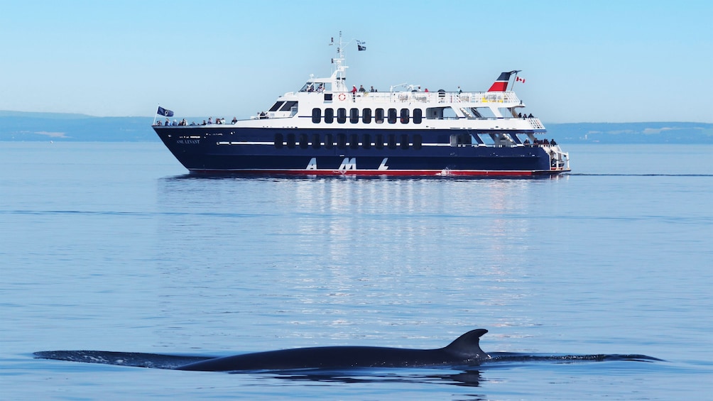 Tadoussac/Charlevoix: 3-Hour Whale Watching Boat Tour