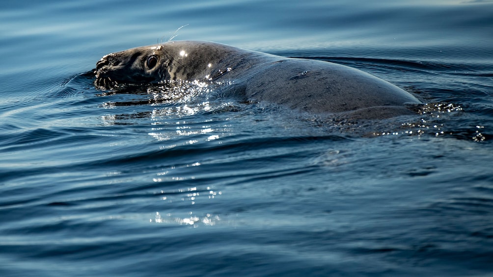 Tadoussac/Charlevoix: 3-Hour Whale Watching Boat Tour