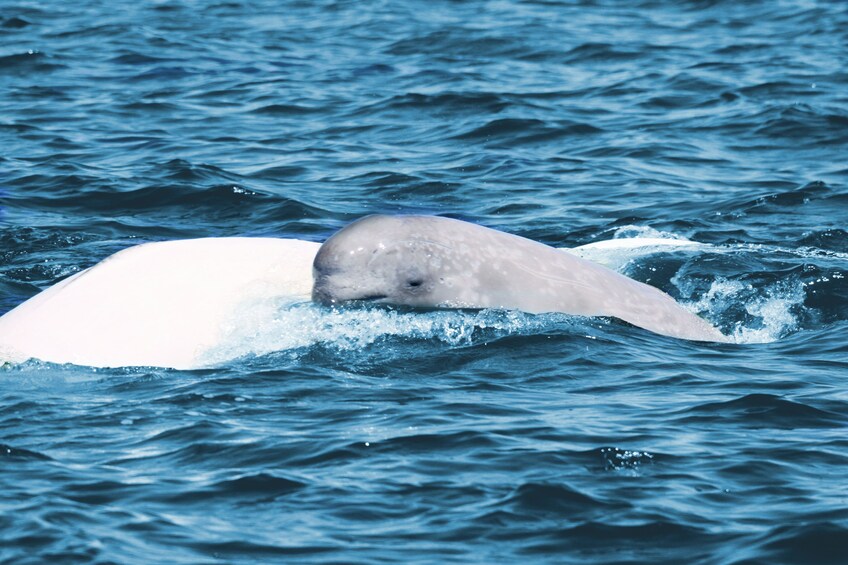 Boat Whale Watching Cruise -Tadoussac or Baie-ste-Catherine