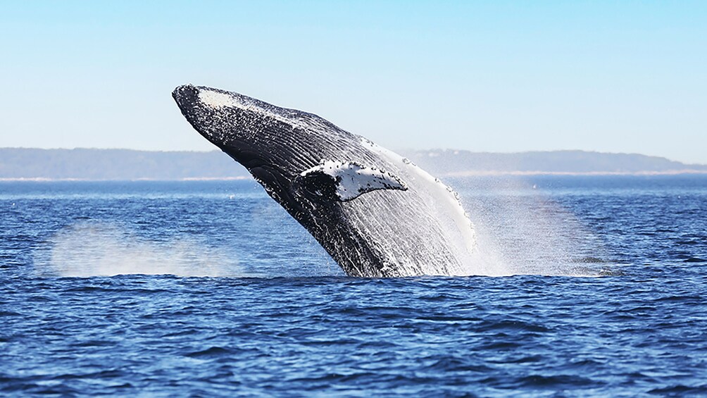 Tadoussac/Charlevoix: 3-Hour Whale Watching Boat Tour