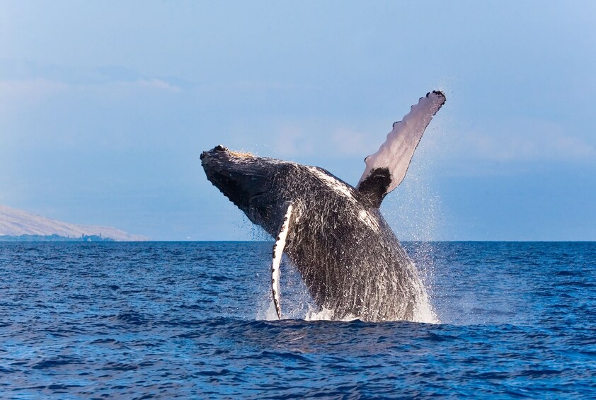 Boat Whale Watching Cruise -Tadoussac or Baie-ste-Catherine