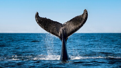 Tadoussac/Charlevoix: 3-Hour Whale Watching Boat Tour