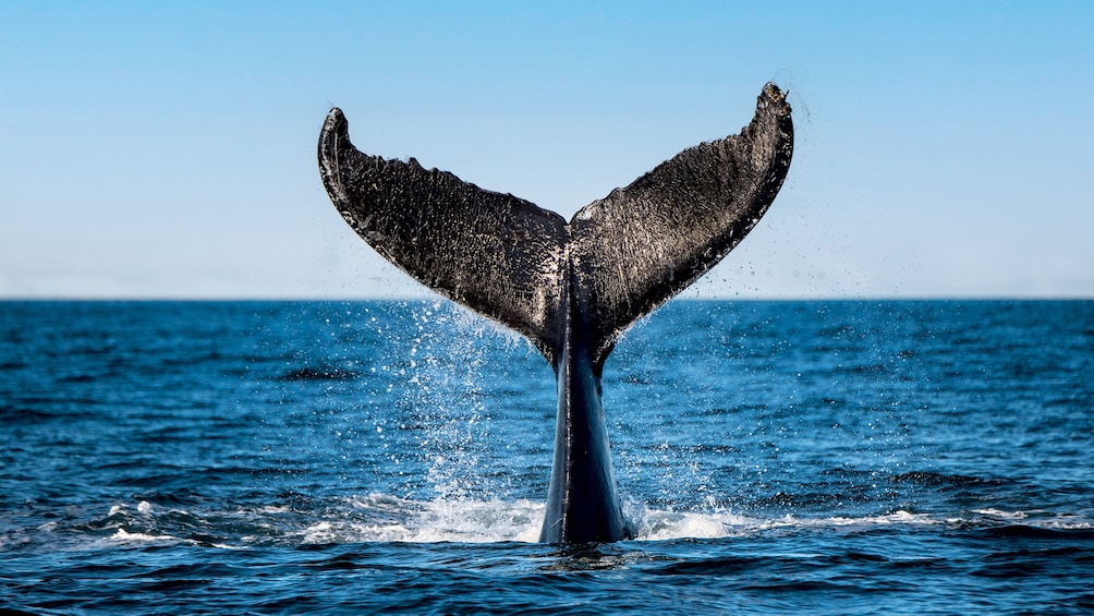 Tadoussac/Charlevoix: 3-Hour Whale Watching Boat Tour