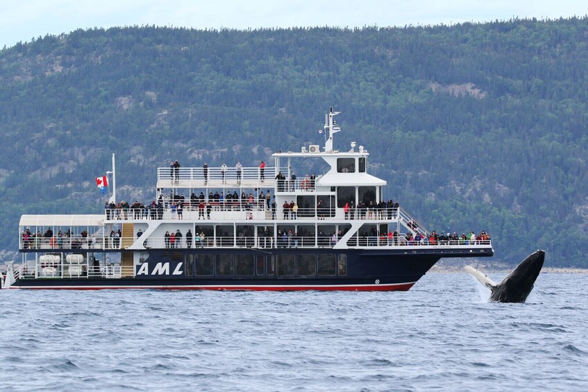 Boat Whale Watching Cruise -Tadoussac or Baie-ste-Catherine