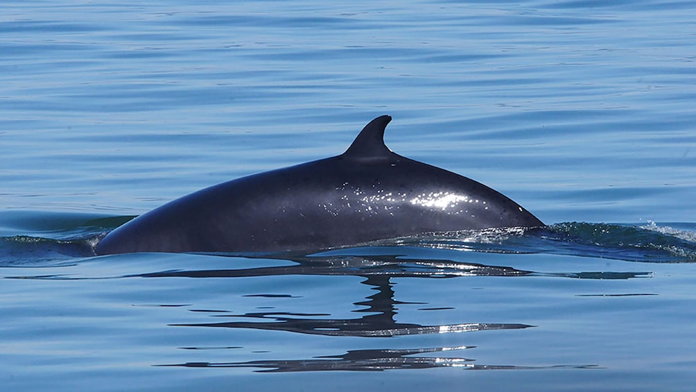 Tadoussac/Charlevoix: 2.5-Hour Zodiac Whale Watching Tour