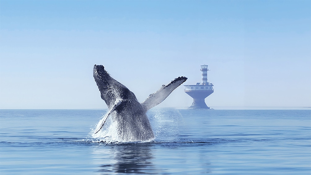 Tadoussac/Charlevoix: 2.5-Hour Zodiac Whale Watching Tour