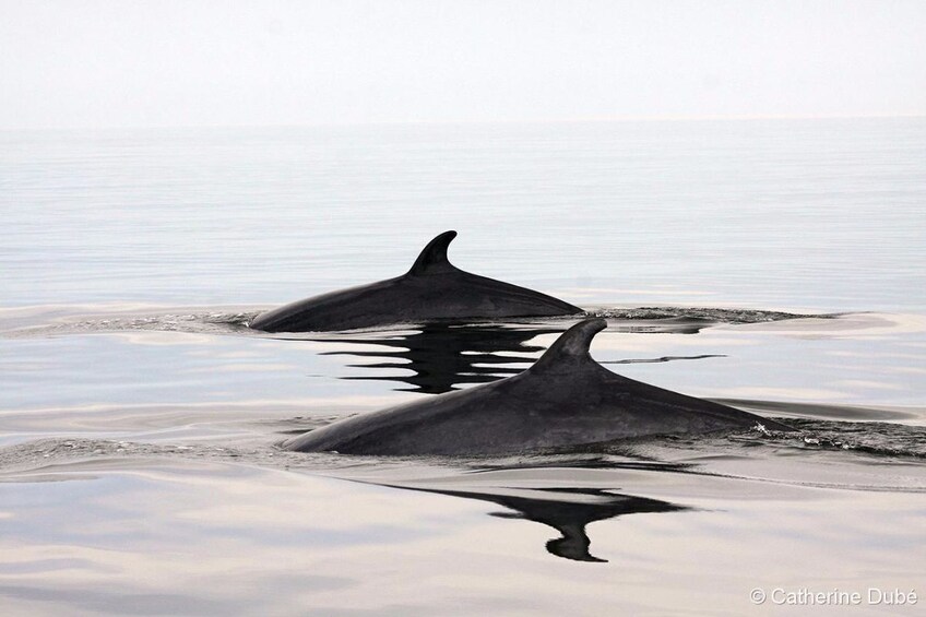 2.5H Zodiac Whale Watching Cruise - Tadoussac or Baie-Ste-C.
