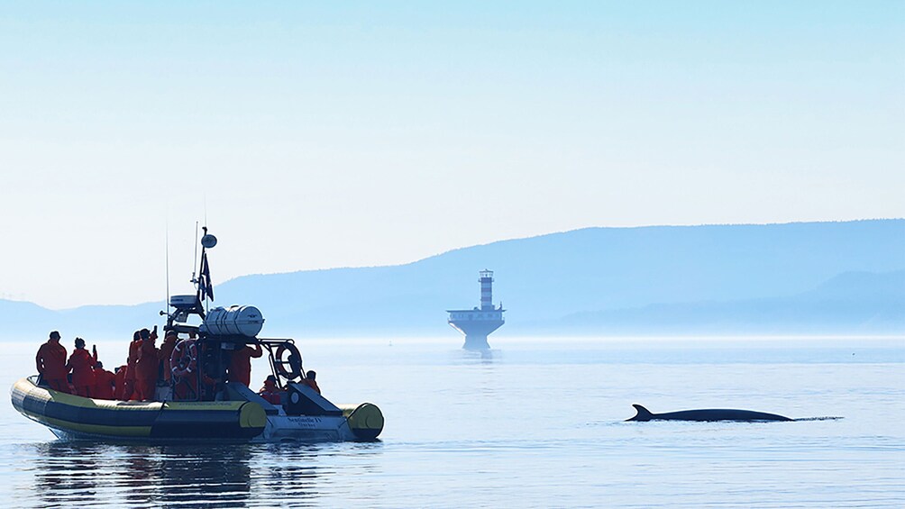 Tadoussac/Charlevoix: 2.5-Hour Zodiac Whale Watching Tour