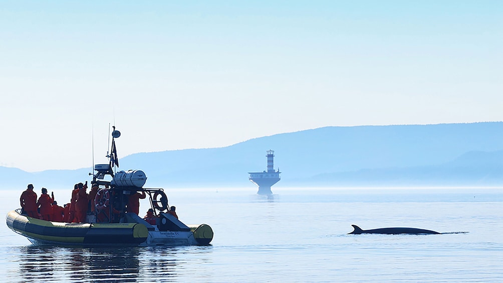 Tadoussac/Charlevoix: 2.5-Hour Zodiac Whale Watching Tour