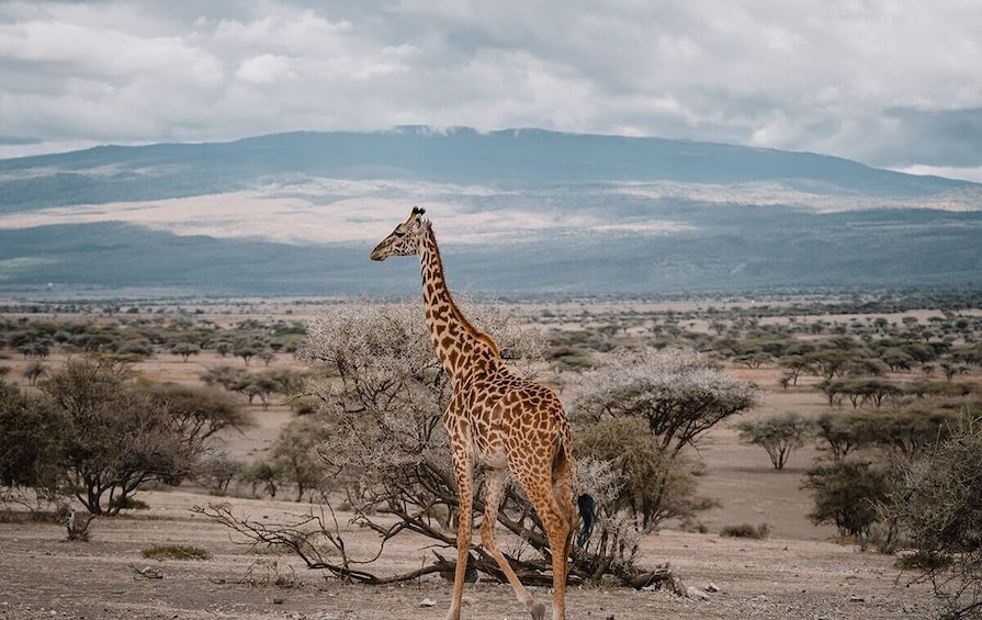 4 Days Camping Safari To  Manyara,Serengeti and  Ngorongoro.