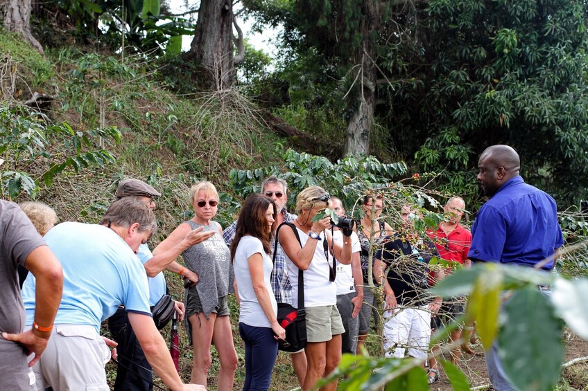 Private Bob Marley Museum & Blue Mountain Tour