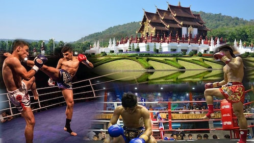Chiang Mai's Thapae Muay Thai Boxing Stadium 
