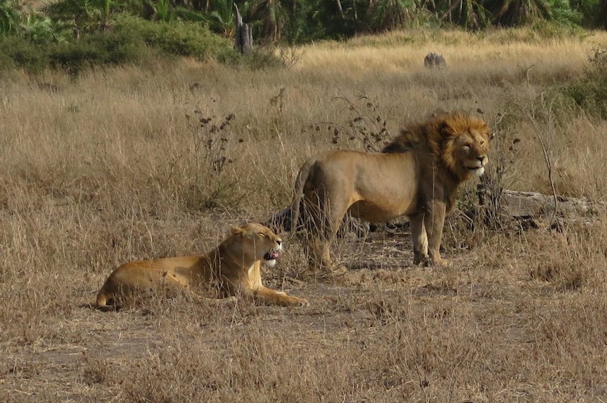 5 Days Tanzania Camping Safari To Serengeti and Ngorongoro