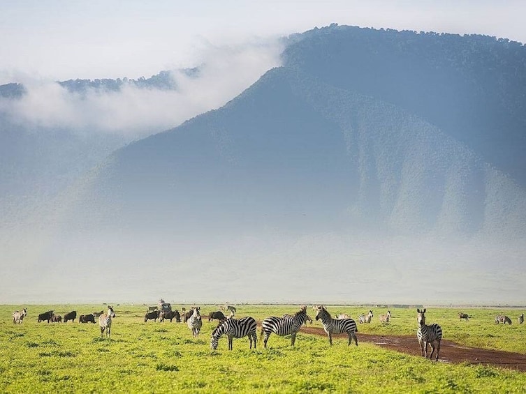 5 Days Tanzania Camping Safari To Serengeti and Ngorongoro
